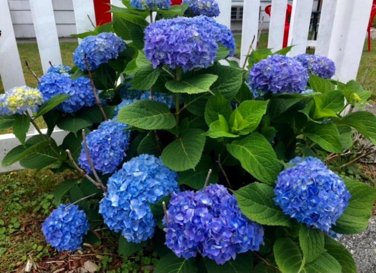 Claddagh Motel & Suites Rockport Luaran gambar